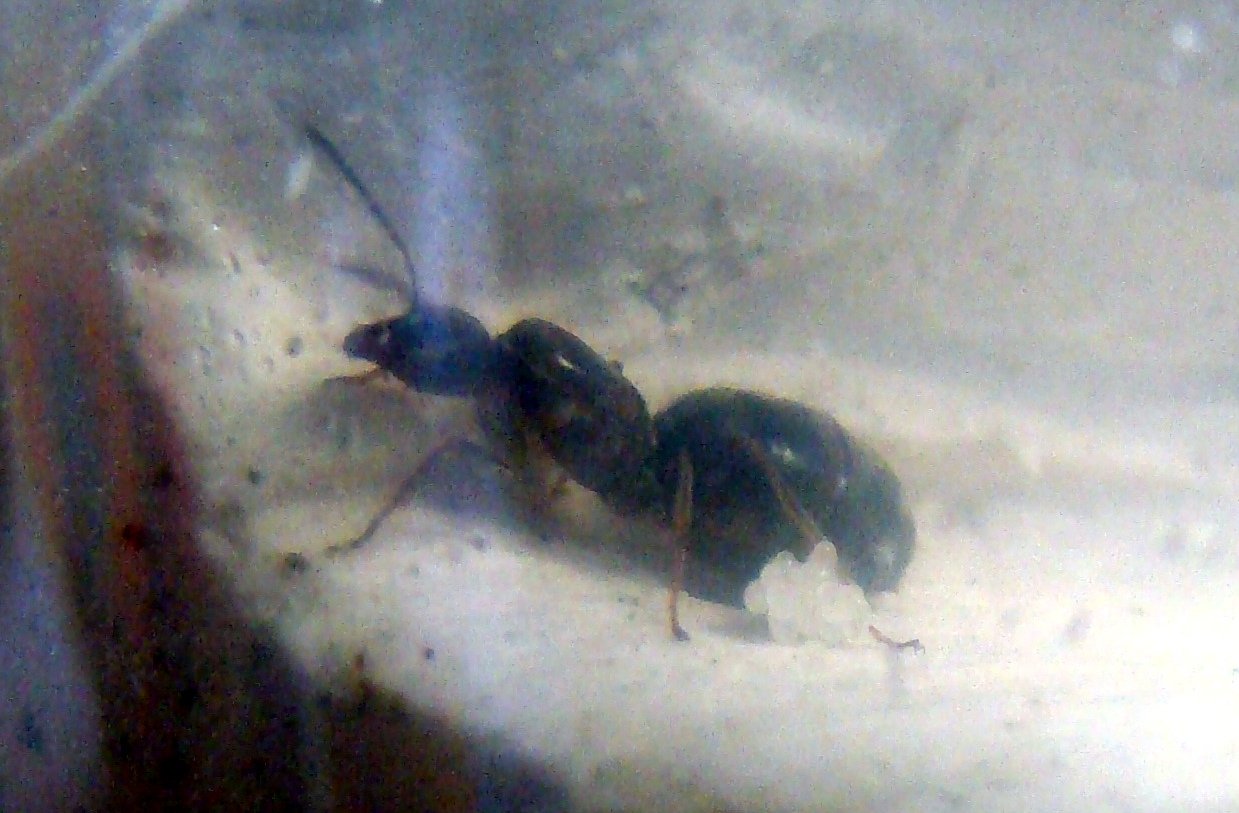 Reina II