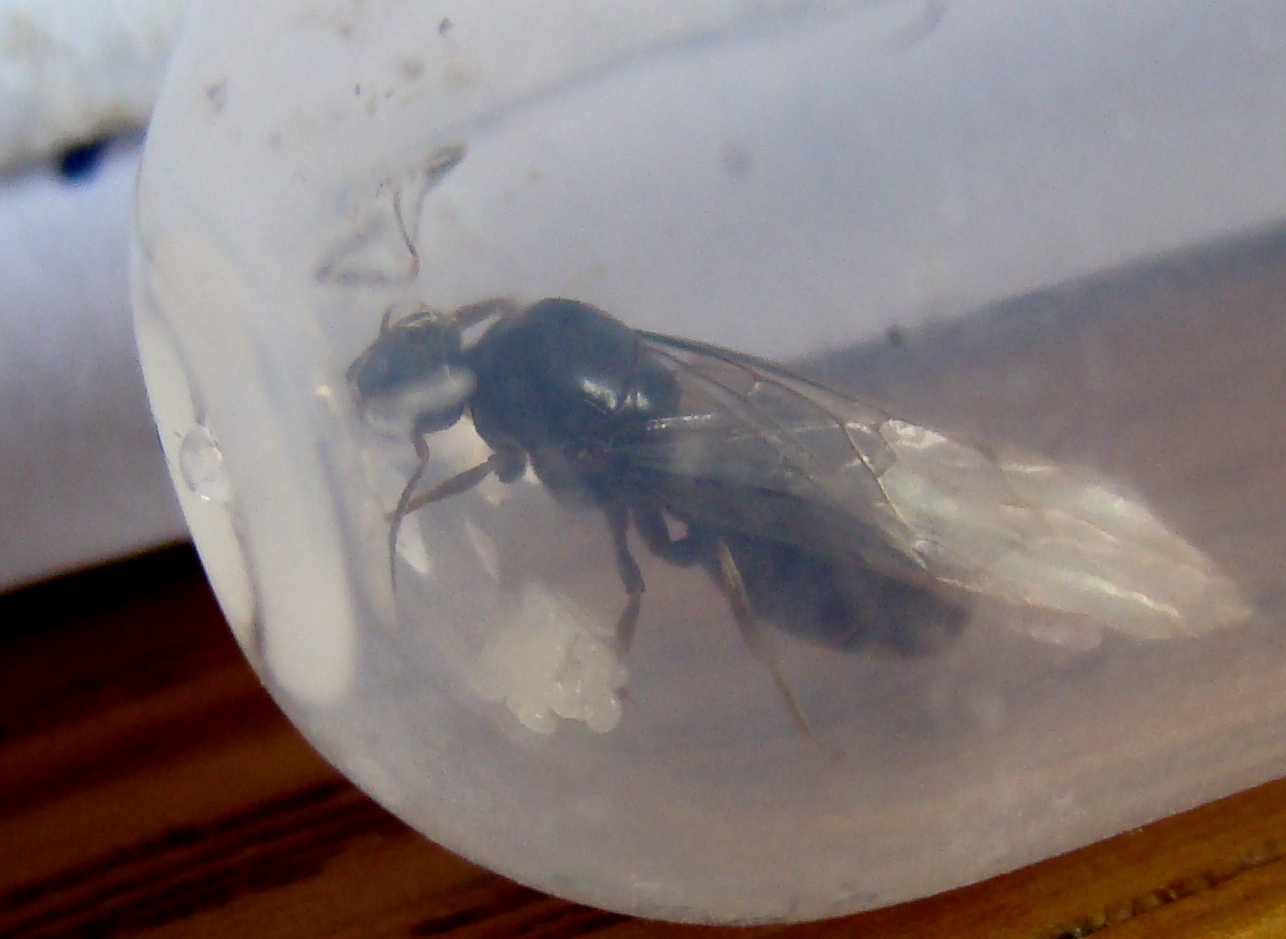 IdentificaReina