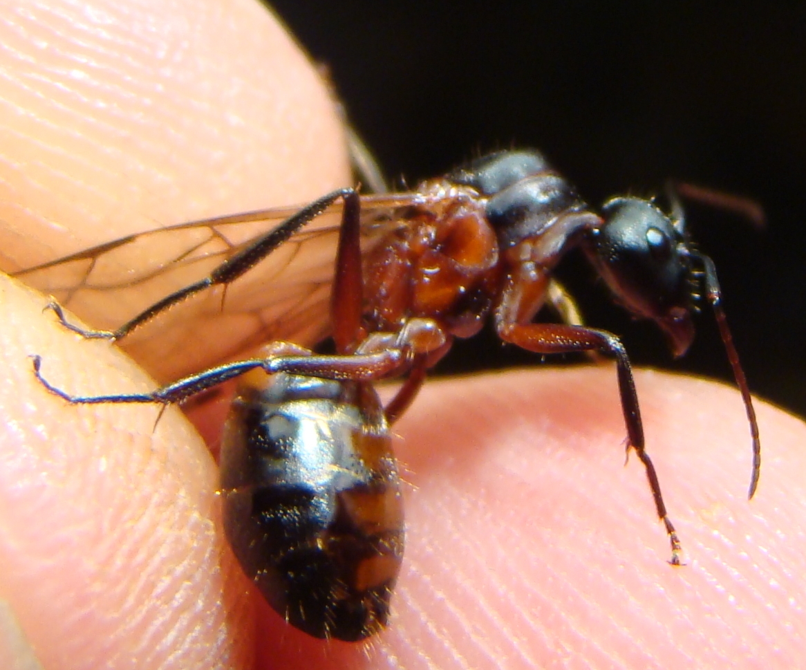 reina c.cruentatus1