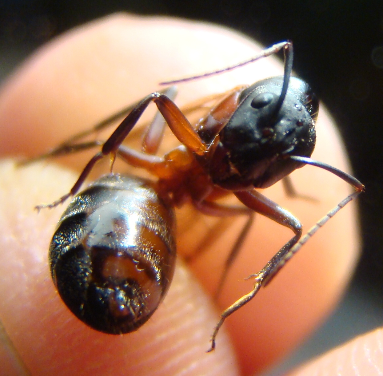 reina c.cruentatus2
