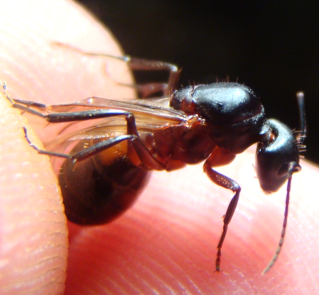 reina c.cruentatus3
