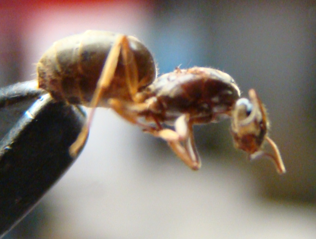 reina lasius1