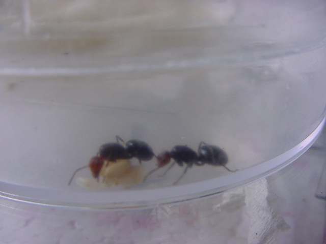 mis  camponotus  misteriosas