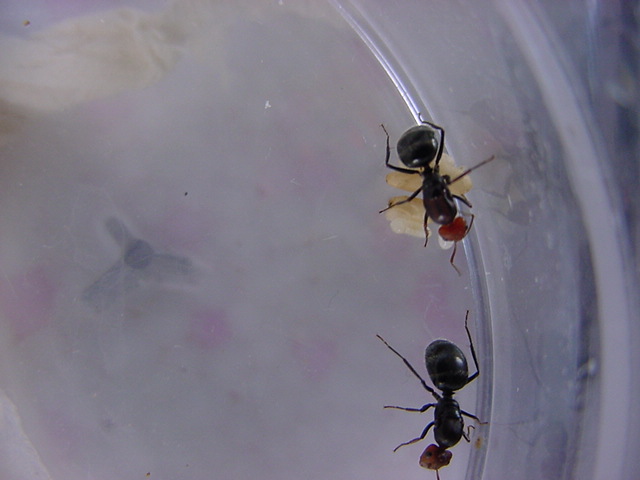 mis  camponotus  misteriosas