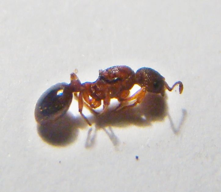 ix temnothorax?
