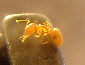 ix henares especimen6_1