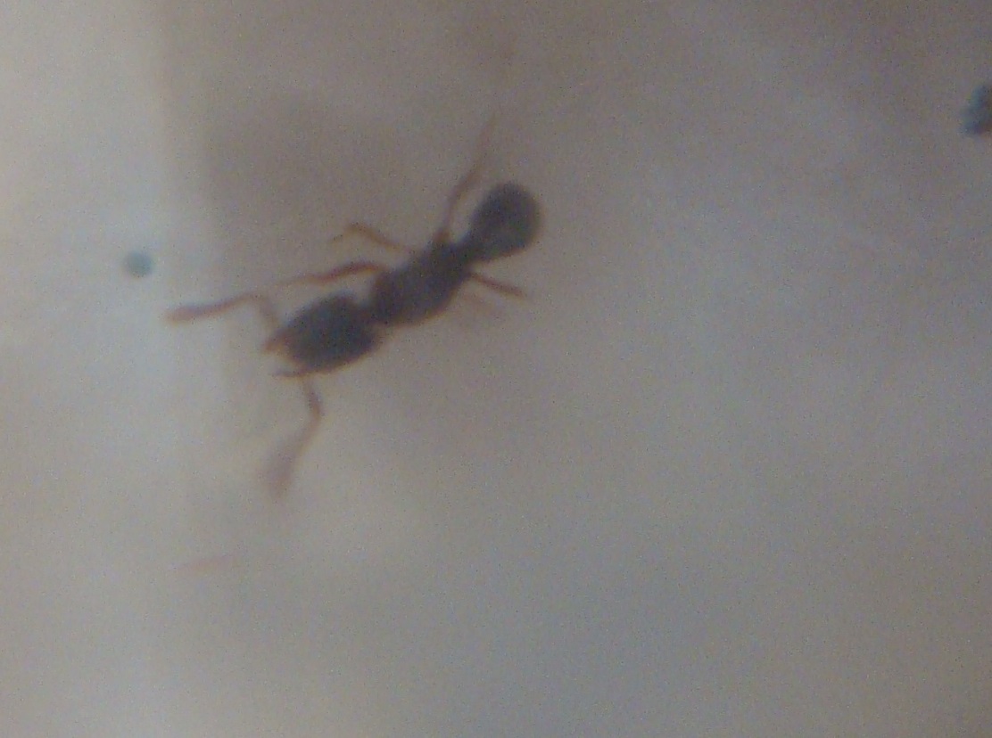 desconocida
