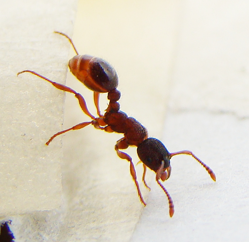 ix myrmica_1