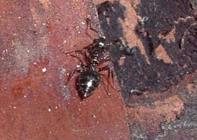 pi�a2