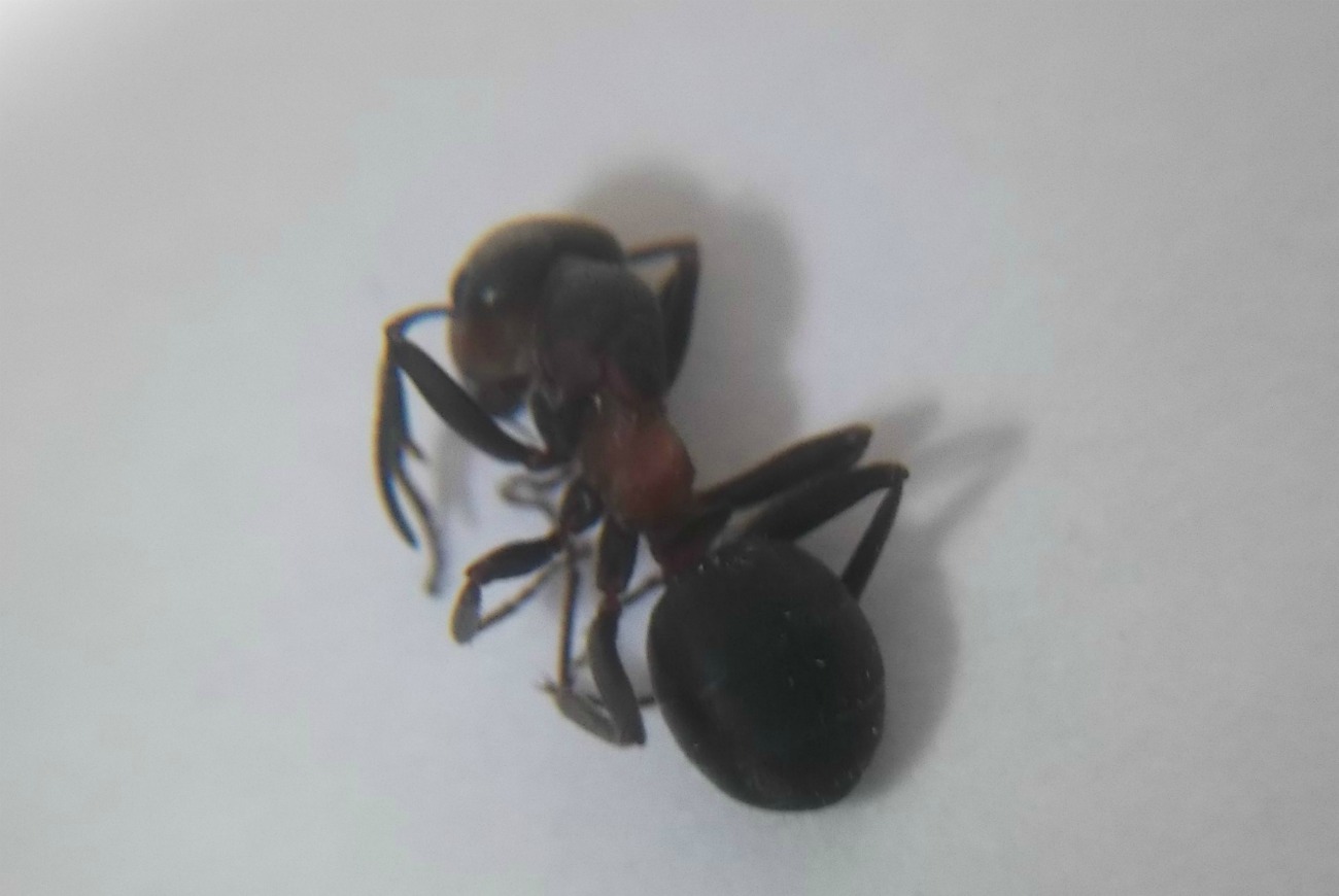Formica p