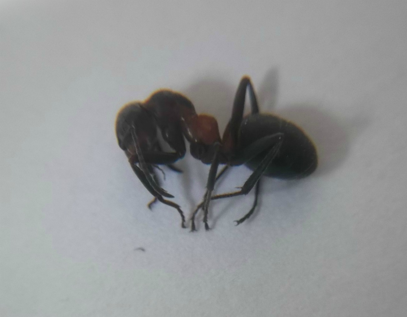Formica p