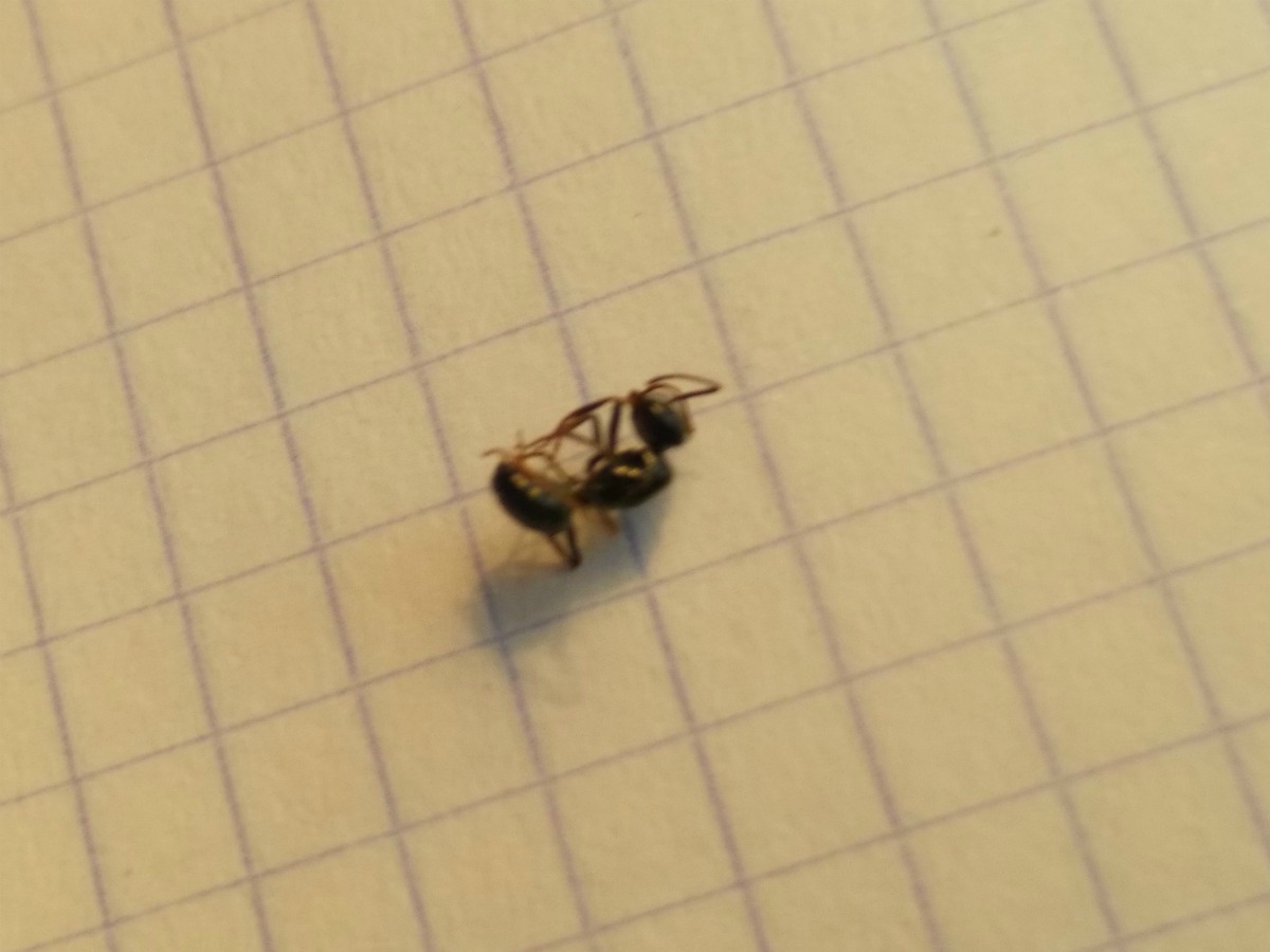 fuliginosus?