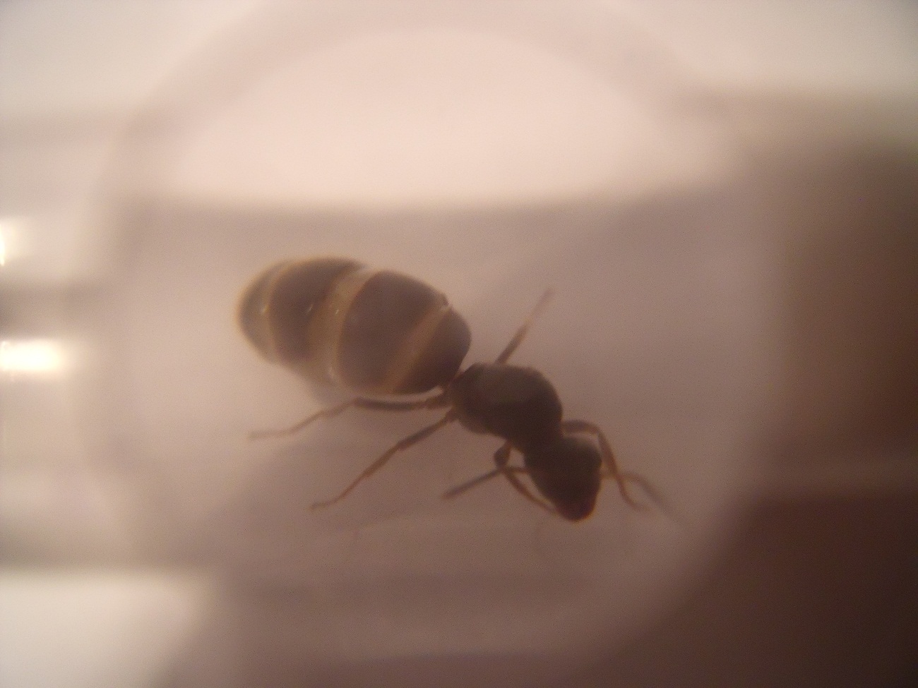 Reina sin identificar 1