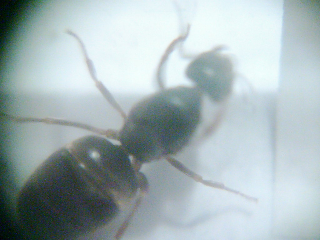 Phyrus junio 2005 2