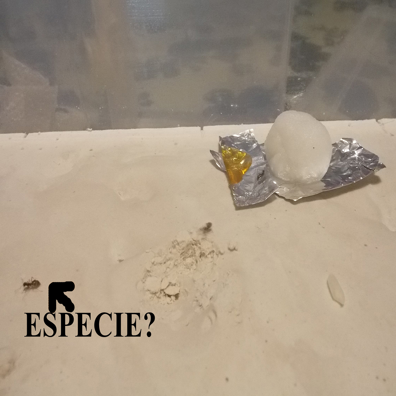 Especie? URGENTE