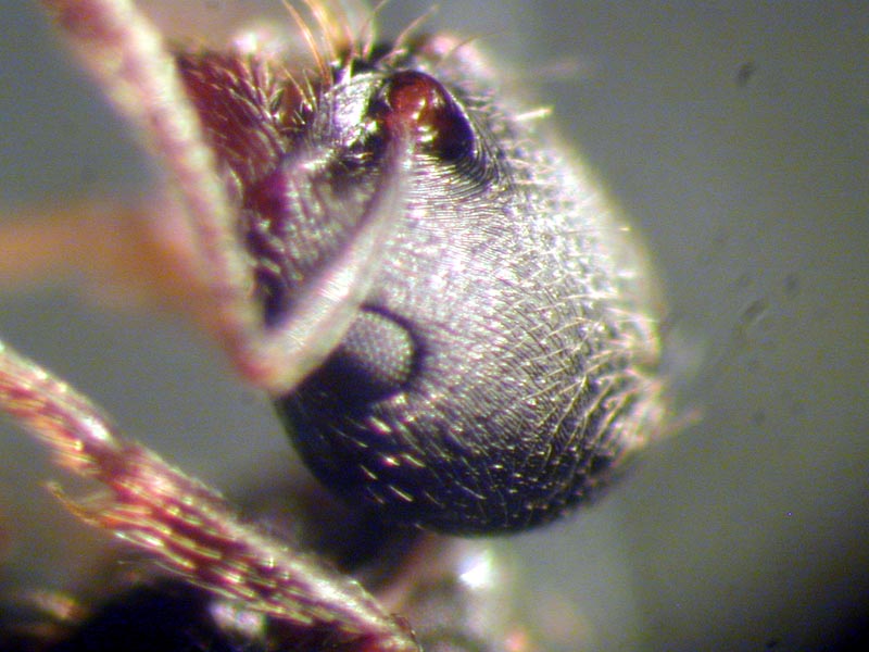 goniomma sp.