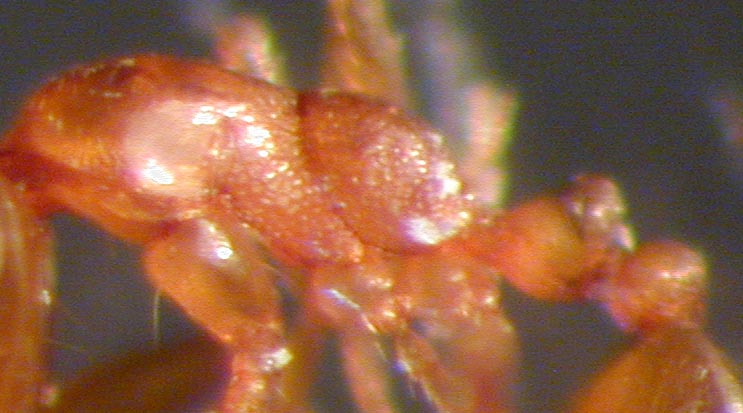 monomorium sp?�