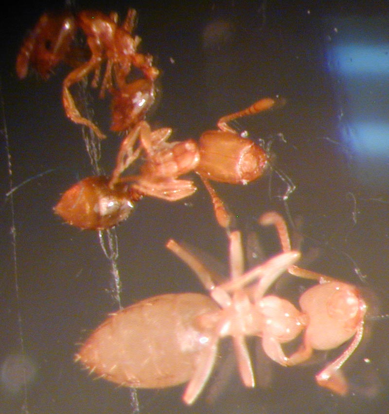 monomorium sp?�