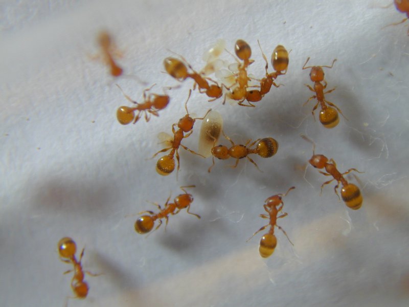 leptothorax?