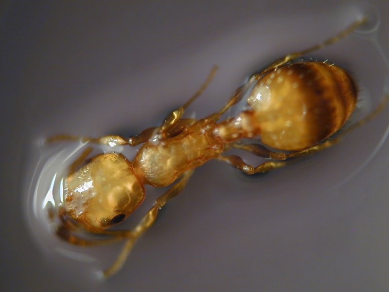 leptothorax?