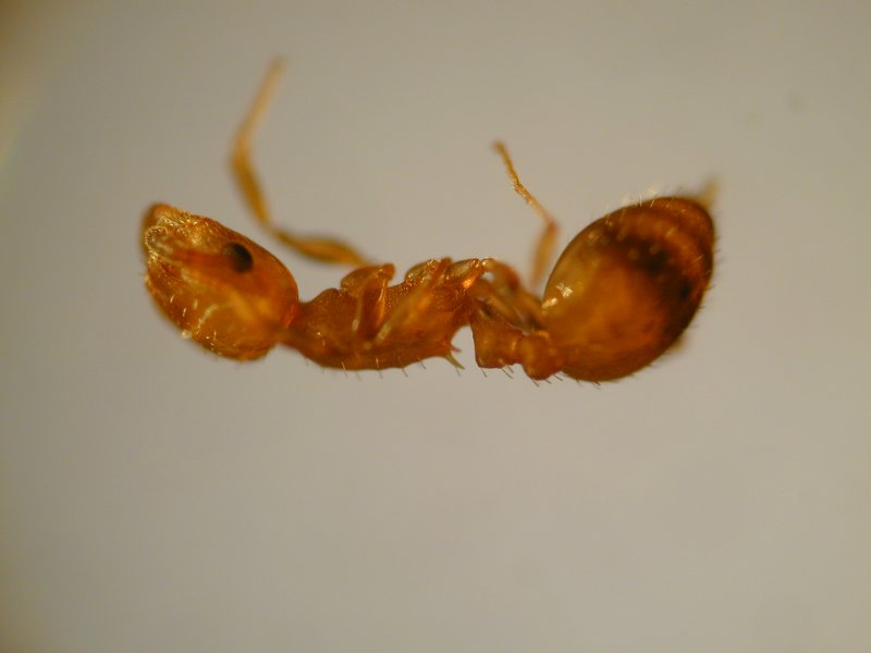 leptothorax?