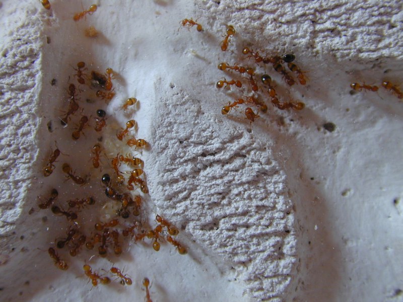 leptothorax?