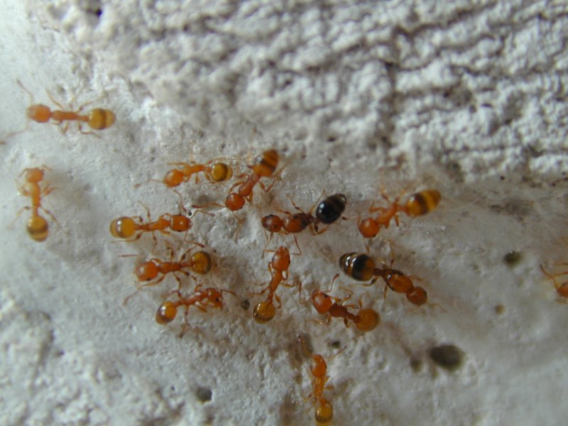 leptothorax?