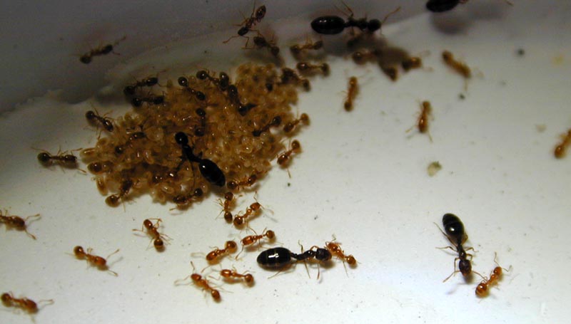 monomorium sp.