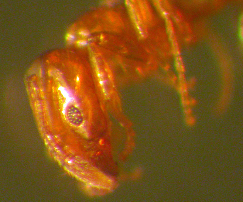 solenopsis�?