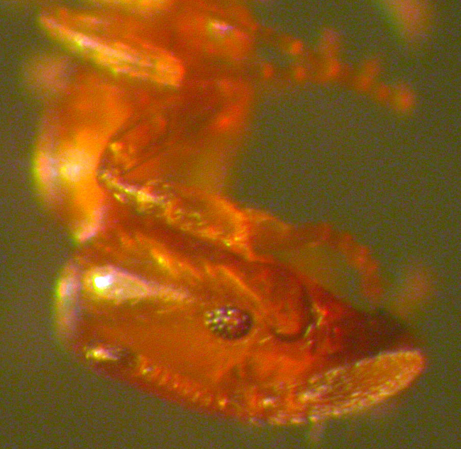 solenopsis�?