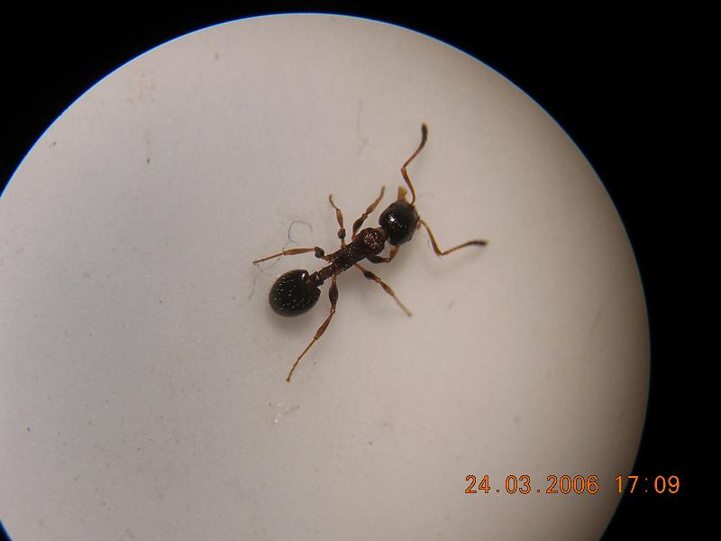 temnothorax