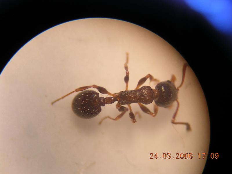 temnothorax