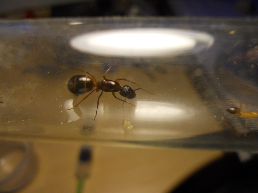 Camponotus