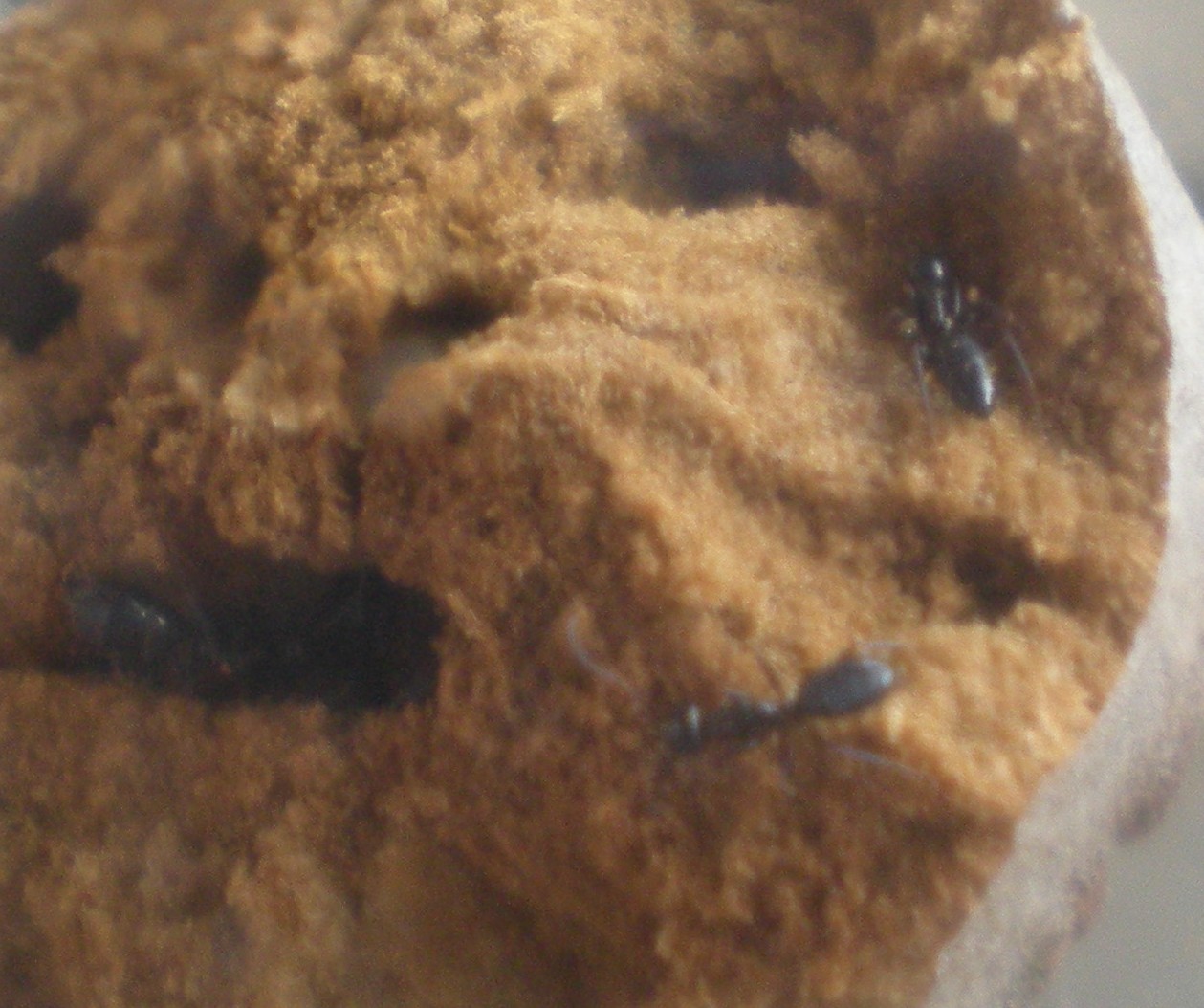 hormigas en agallas