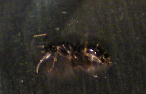 hormigas en agalla