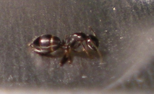 hormigas en agalla