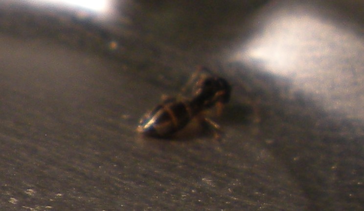 hormigas en agalla