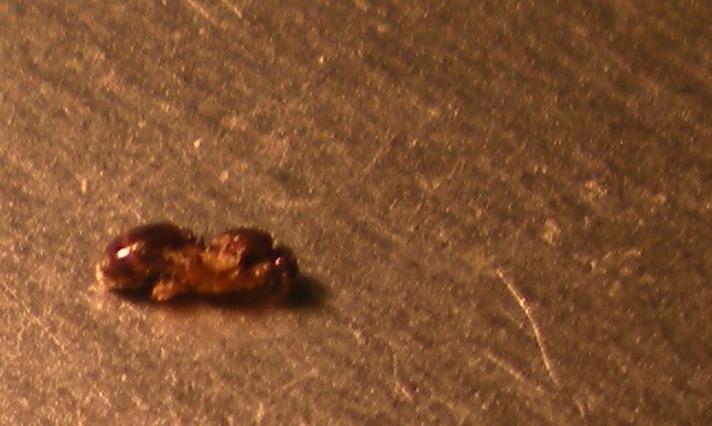hormigas en agalla