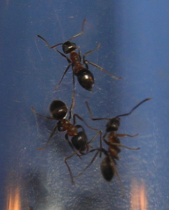 Hormigas de mi terraza 2