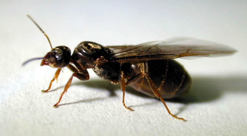 lasius2