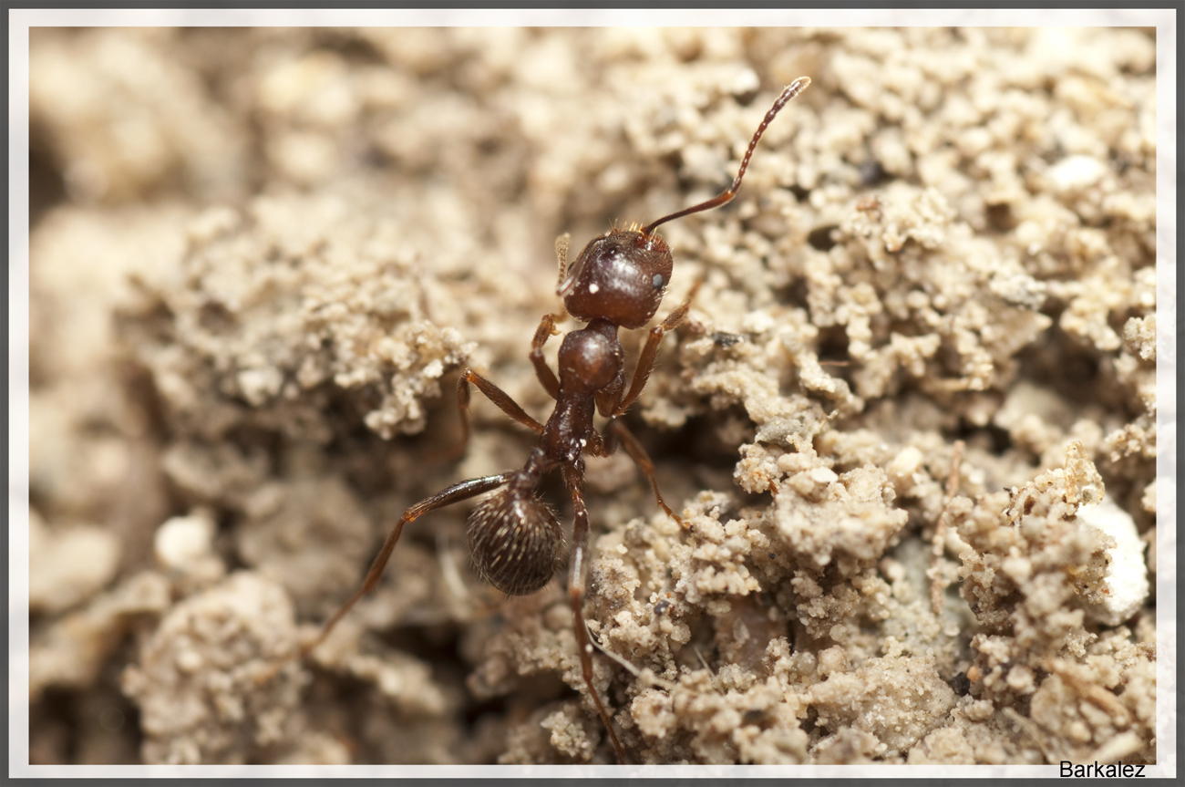 Forrestcrematogaster2