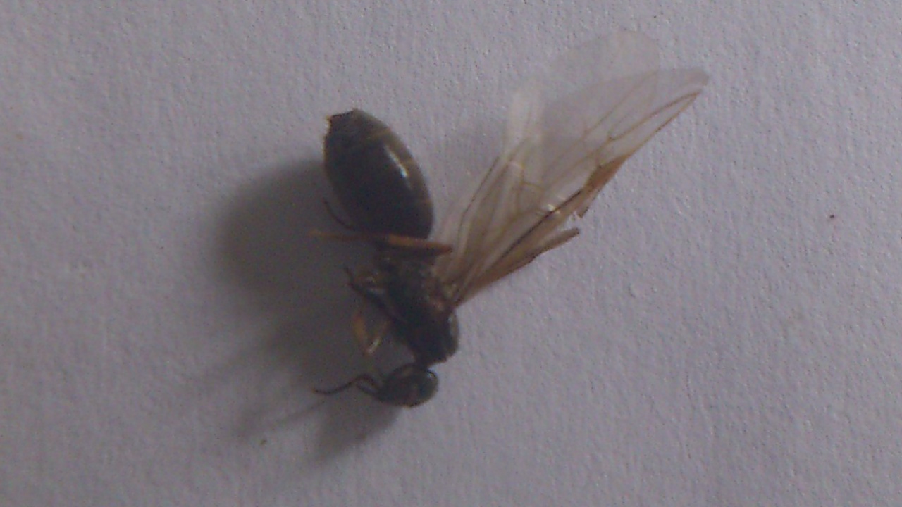 desconocida2