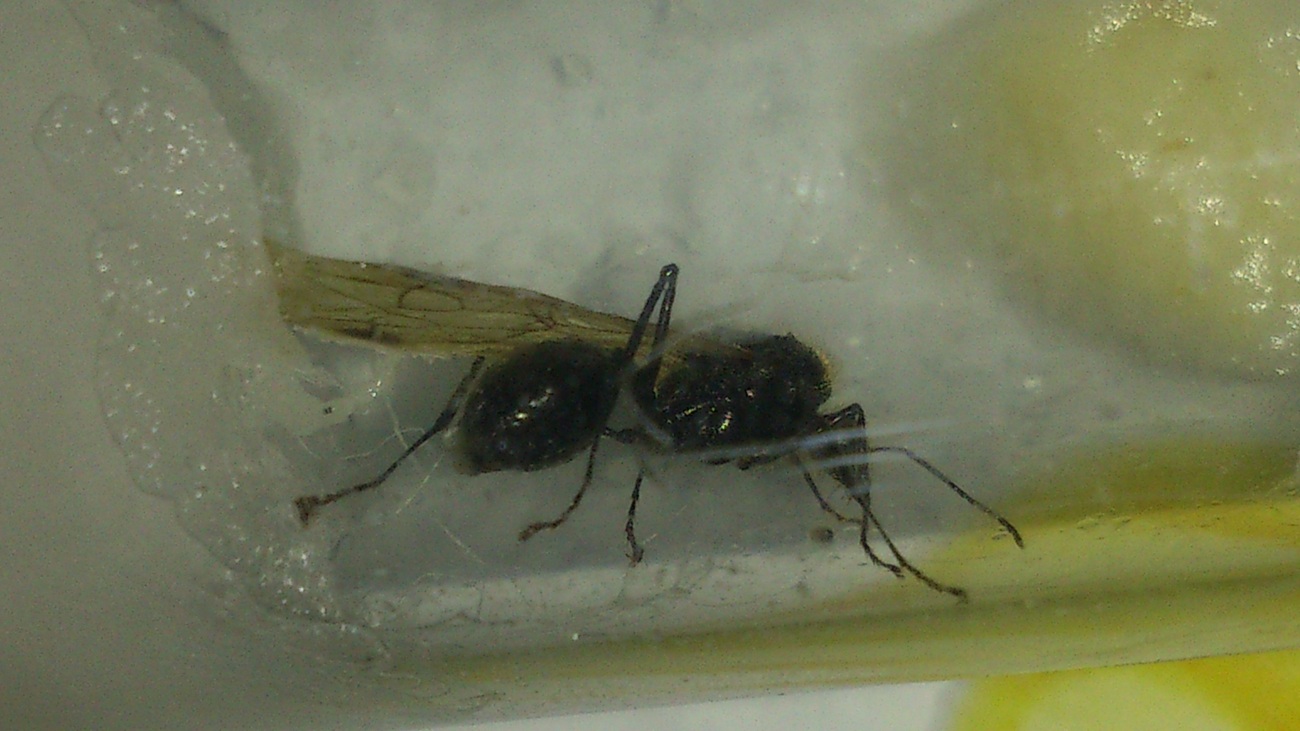 reina sin identificar