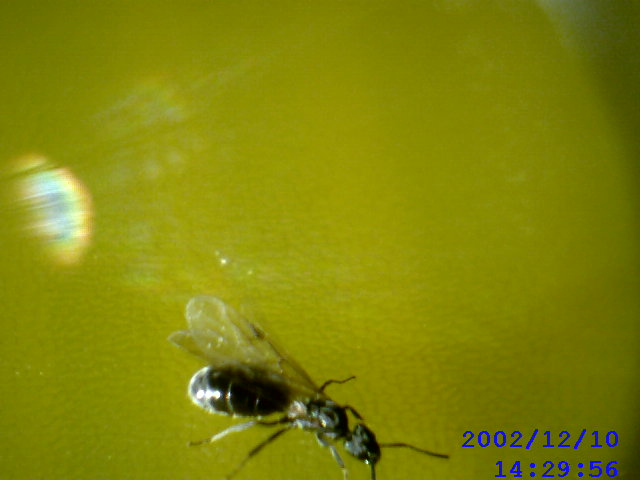 Tapinoma?�