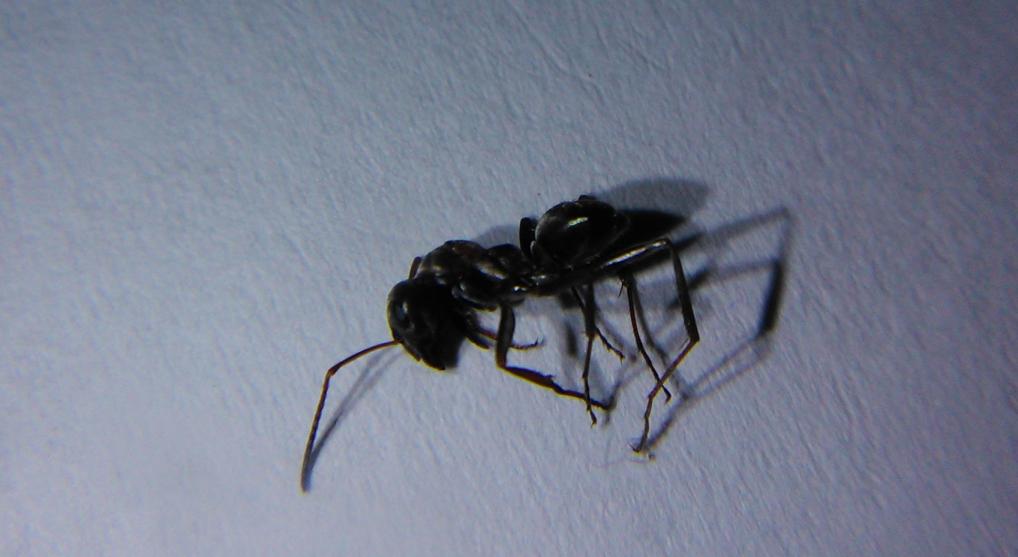 desconocida29