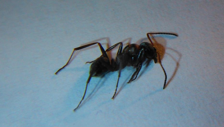 desconocida30