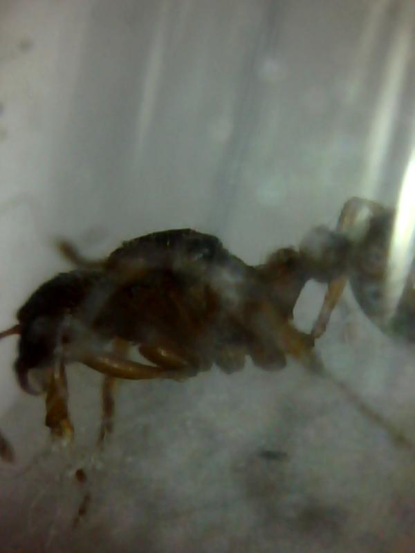 desconocida34