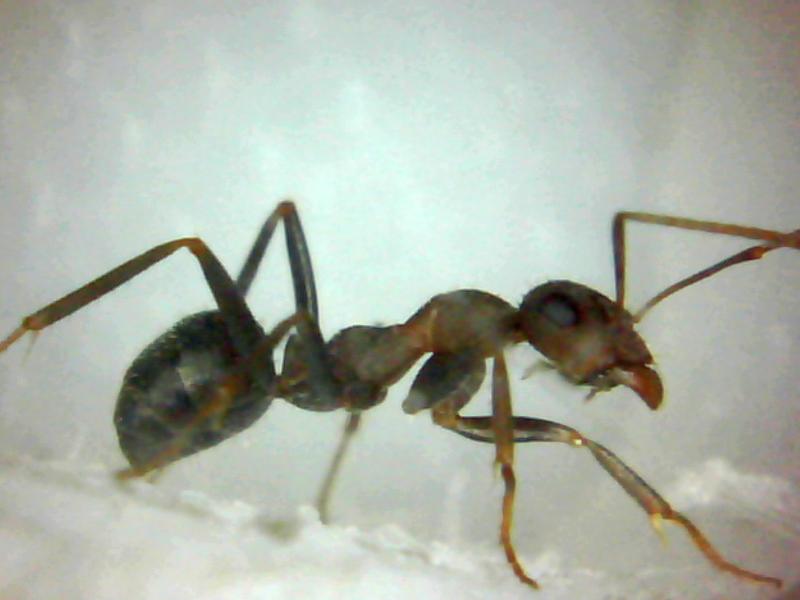 Desconocida002