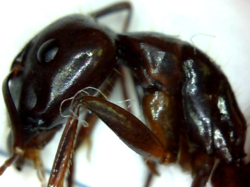 Desconocida004