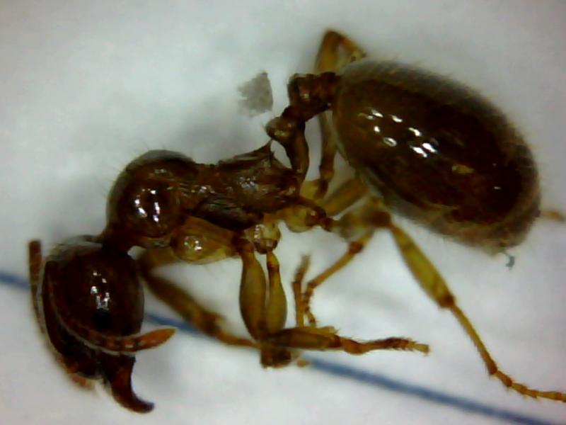 Desconocida008